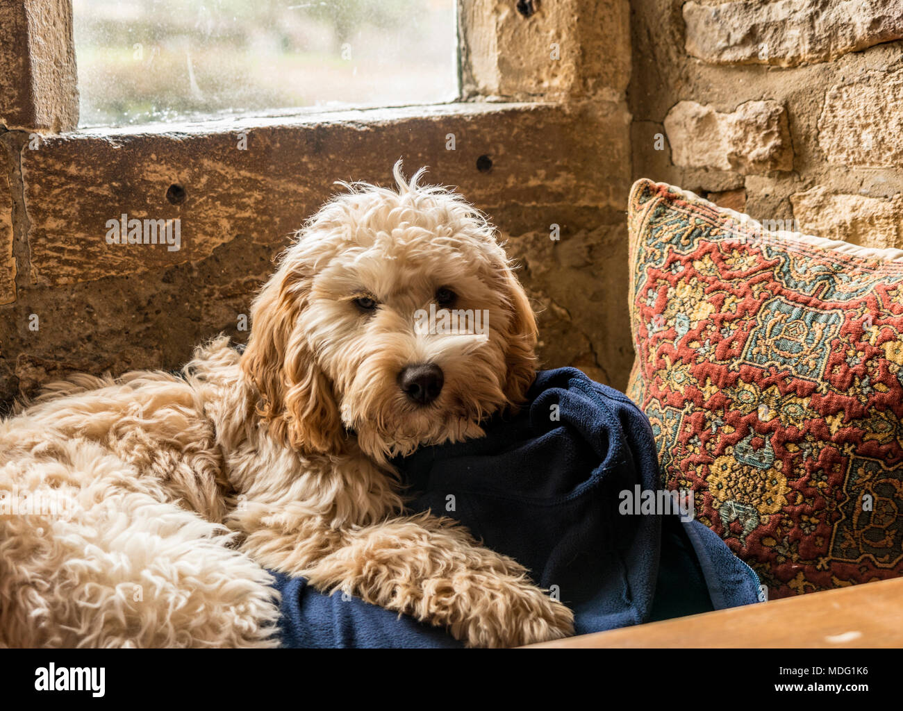 Cockerpoo chien couché dans la fenêtre Banque D'Images