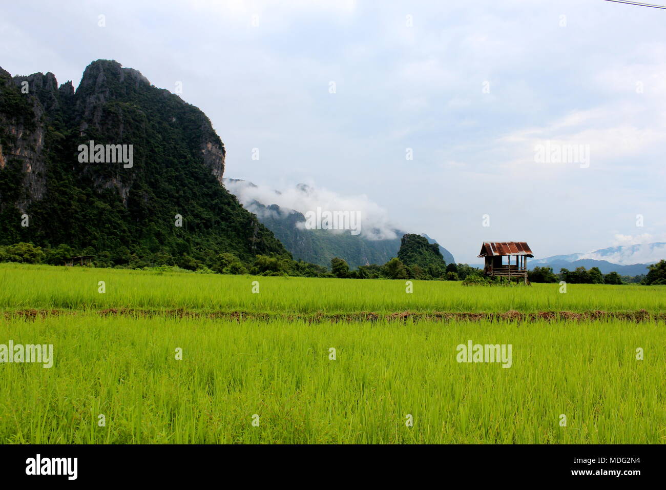 Les rizières luxuriantes et montagnes karstiques de calcaire dans la région de Vang Vieng, Laos. 2015. Banque D'Images