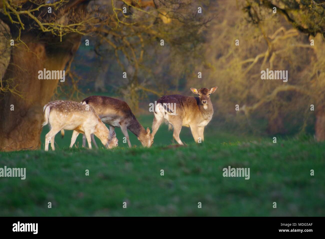 Troupeau de cerfs, de Powderham Castle Deer Park dans la lumière dorée d'un soir de printemps. Exeter, Devon, UK. Avril, 2018. Banque D'Images