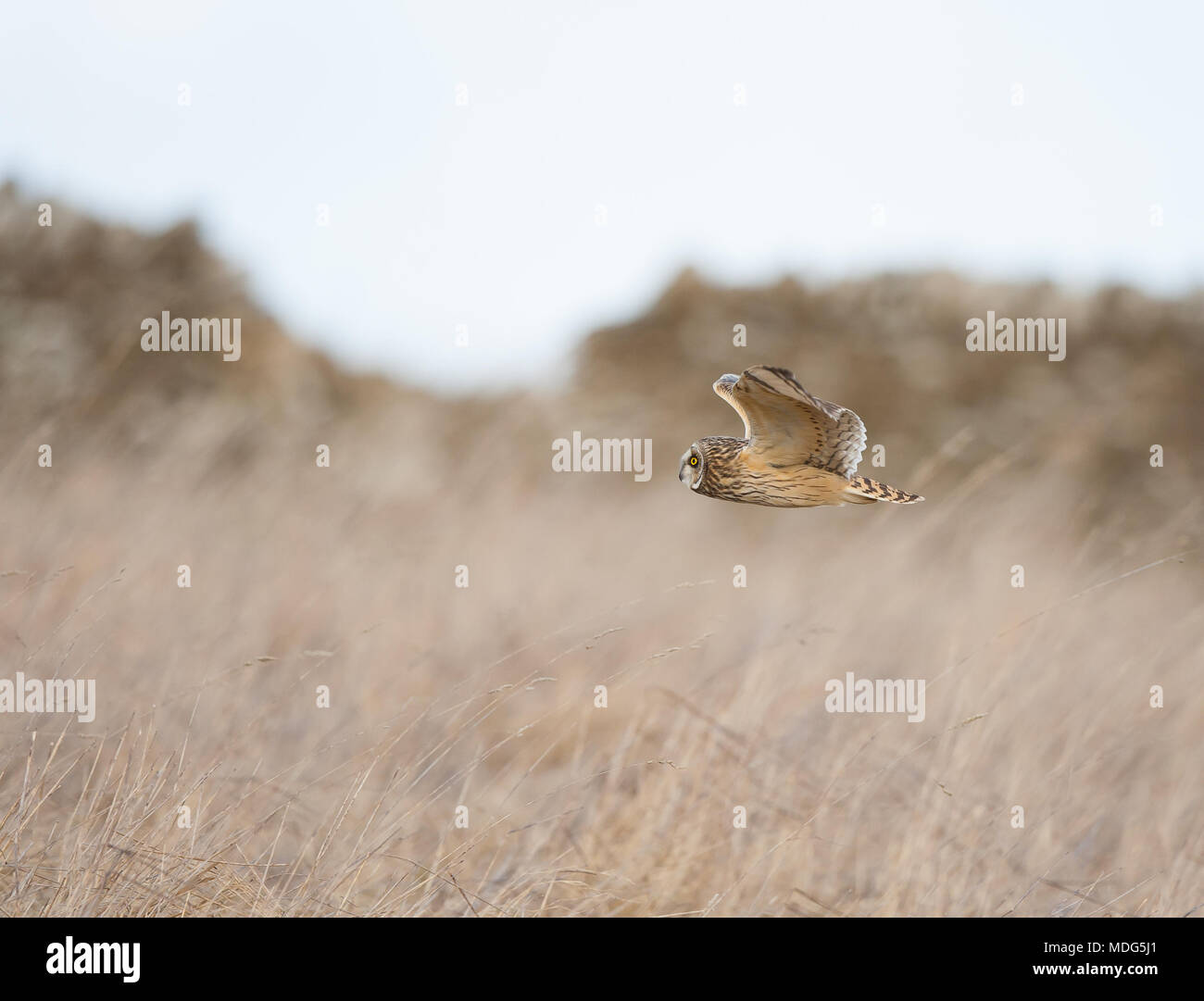 Vue latérale d'un hibou à oreilles courtes sauvage du Royaume-Uni (ASIO flammeus) en mouvement, isolé en vol en plein air, volant à basse altitude, chasse dans des champs de campagne ouverts, Royaume-Uni. Banque D'Images