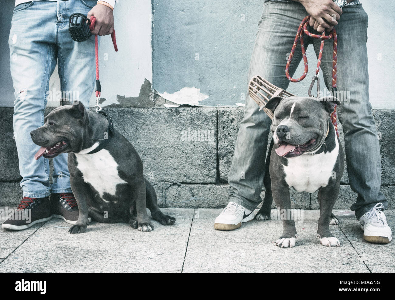 Les chiens de race American Bully Banque D'Images