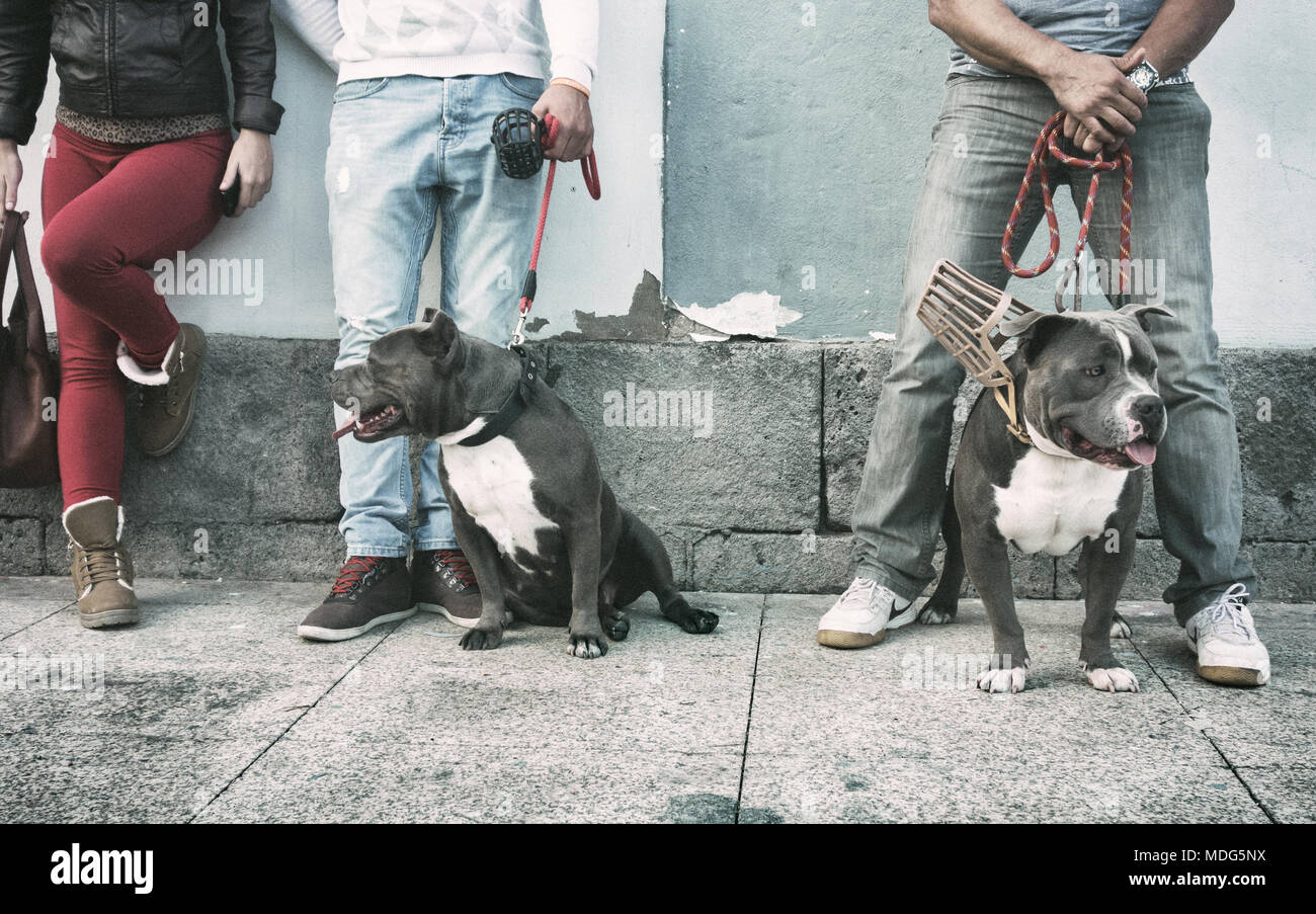 Les chiens de race American Bully Banque D'Images