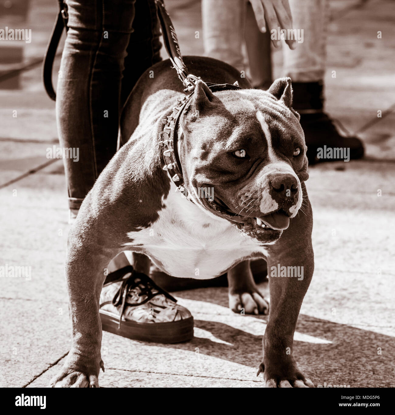 Les chiens de race American Bully Banque D'Images