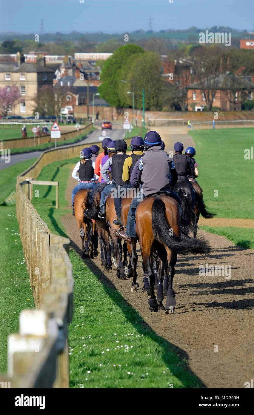 Chevaux de course sur les galops, Newmarket, Suffolk, Angleterre Banque D'Images
