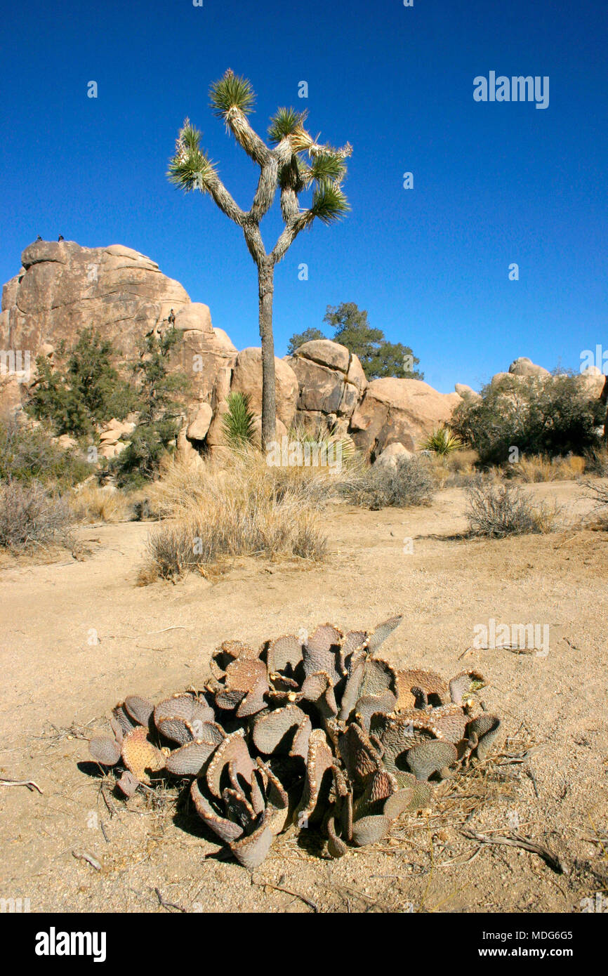 Paysage de Joshua Tree Yucca brevifolia Mojave Desert Joshua Tree National Park en Californie Banque D'Images