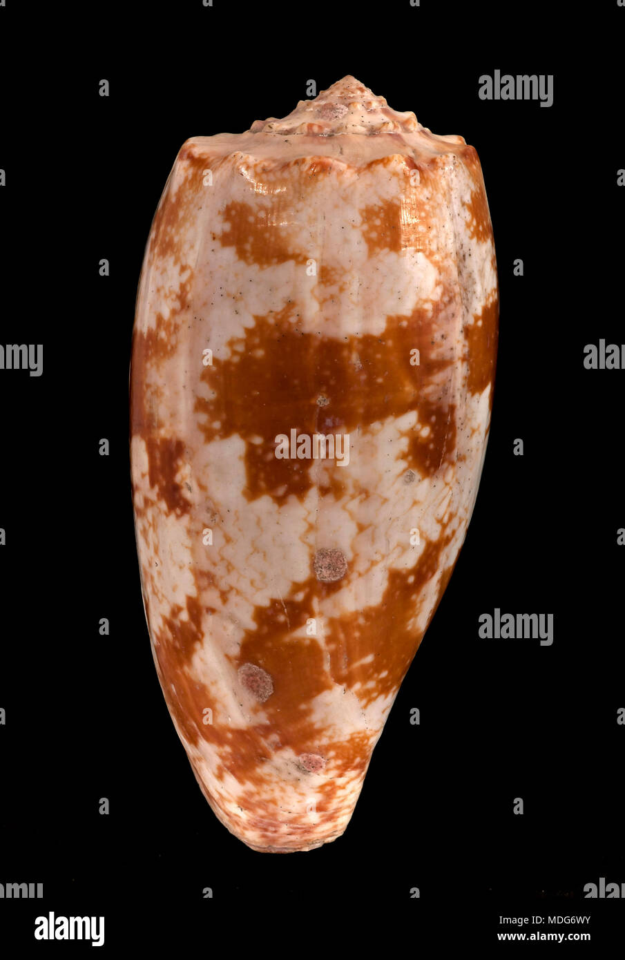 D'un coquillage conidae géographique (Conus geographus), Malacologie collection, Espagne, Europe Banque D'Images