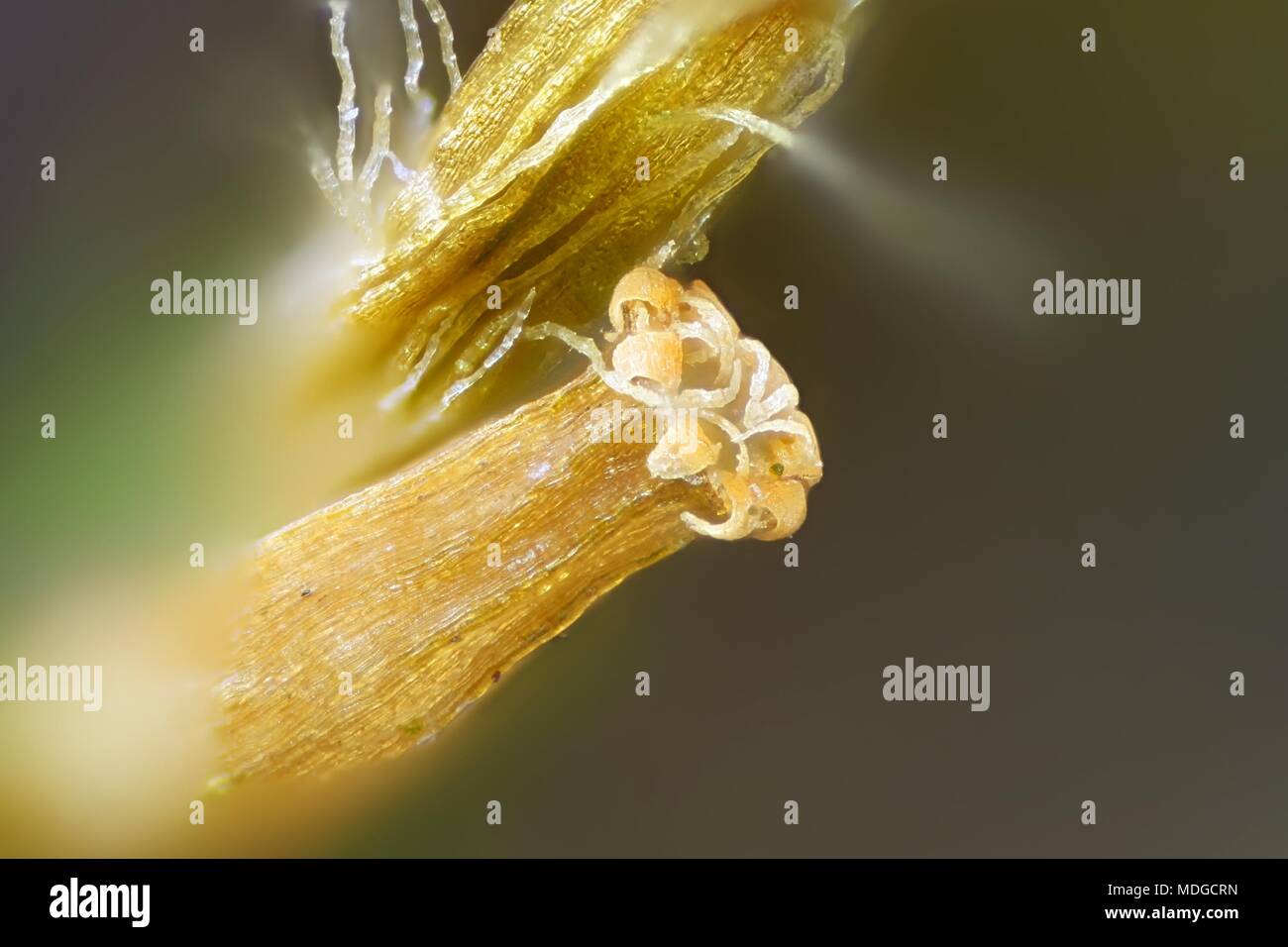 Capsule de Spore lanceolateleaf rock moss, Orthotrichum speciosum,, un microscope droit Banque D'Images