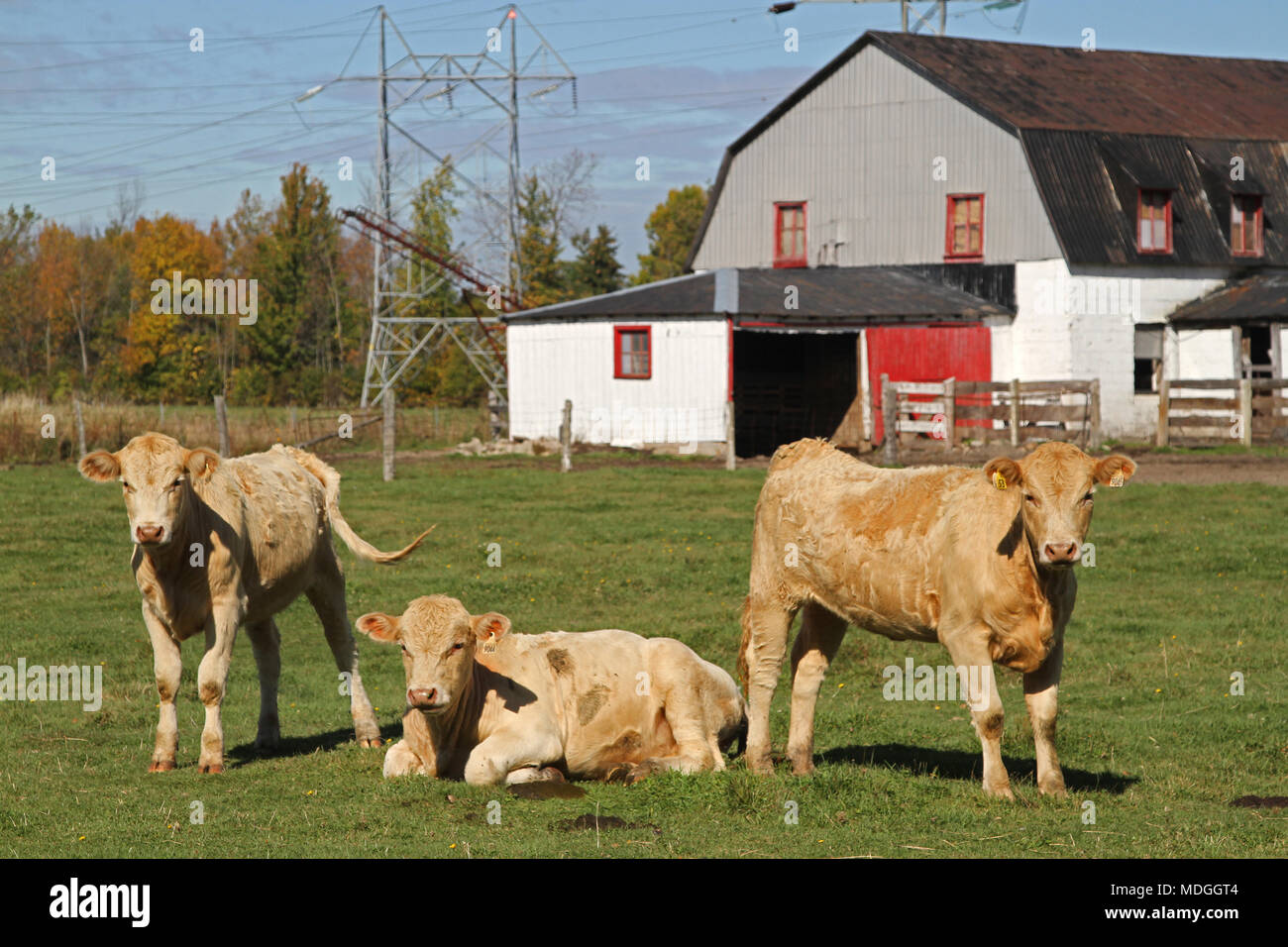 Vaches dans un pâturage avec des granges en arrière-plan Banque D'Images