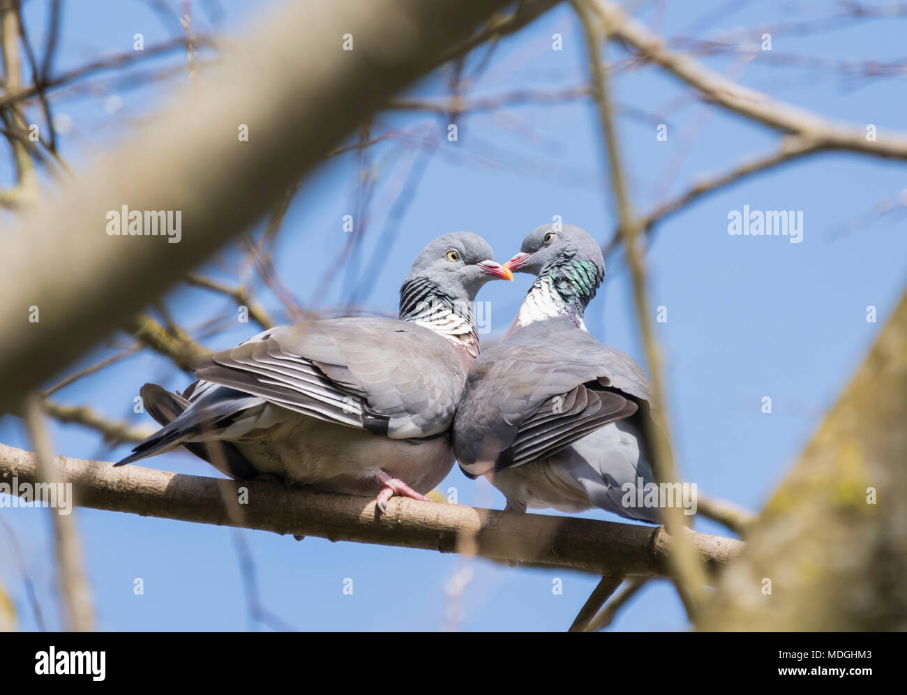 Paire de bois commun pigeons (Columba palumbus) tandis que courtisent perché sur une branche au printemps dans le West Sussex, Royaume-Uni. Couple de pigeons s'embrasser dans un arbre. Banque D'Images