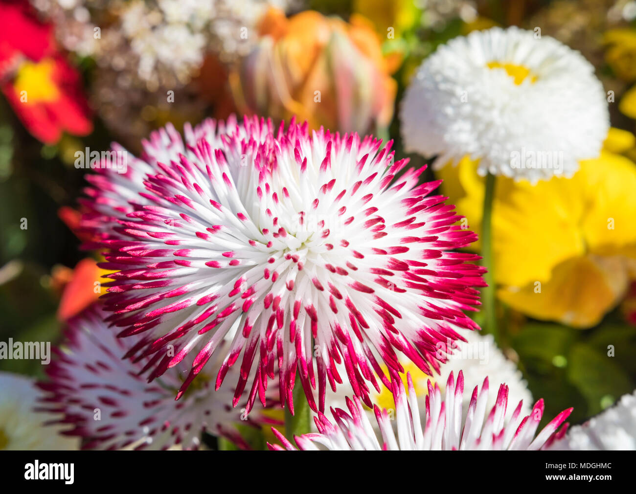 Habanera Bellis perennis 'Conseils' rouge avec blanc et rouge tipped (anglais, Daisy Daisy pelouse) de la série dasies Habanera au printemps au Royaume-Uni. Banque D'Images