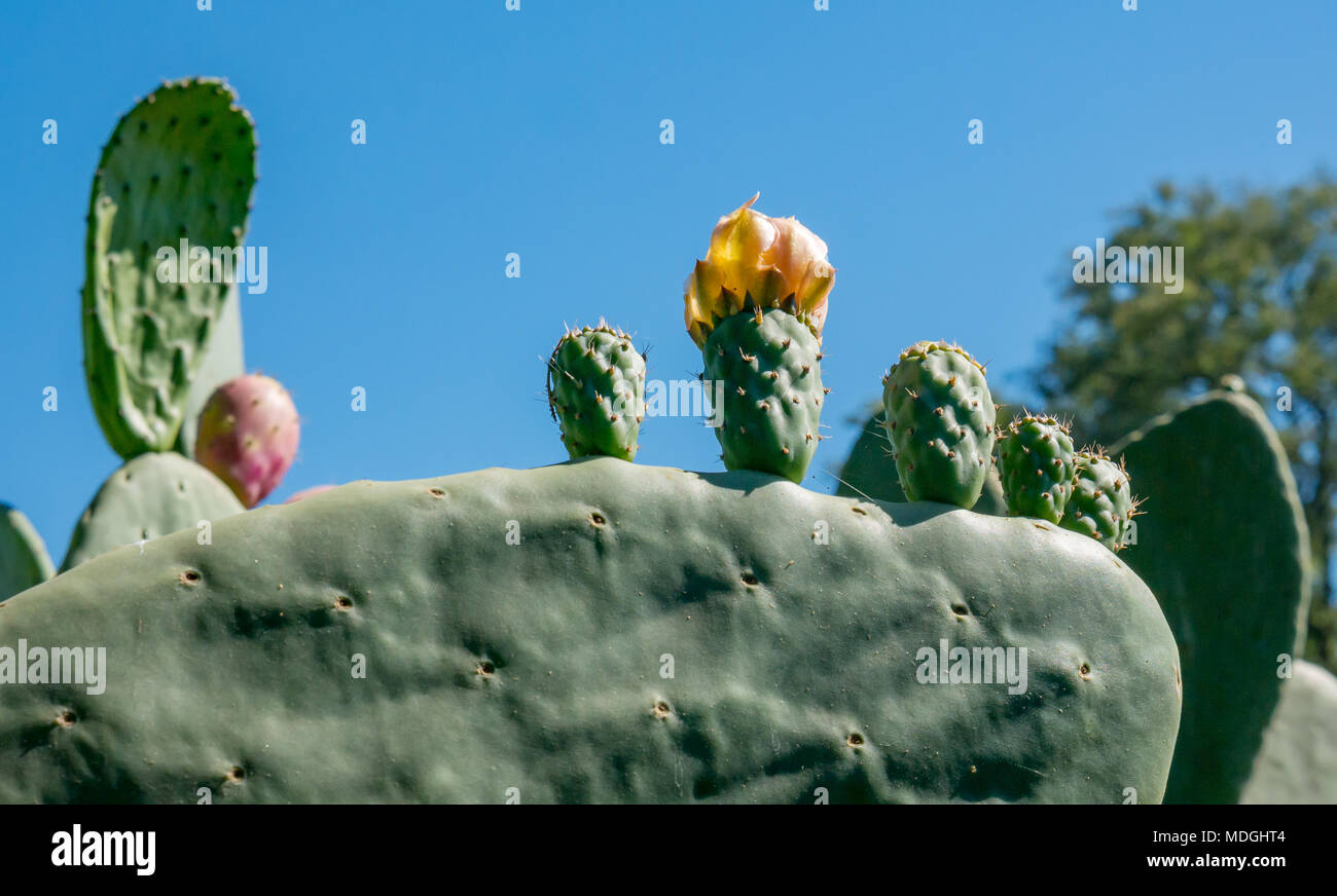 Close up de l'oponce de l'Est soleil fruits et fleur, Opuntia, grandissant dans Santa Cruz, vallée de Colchagua, Chili, Amérique du Sud Banque D'Images