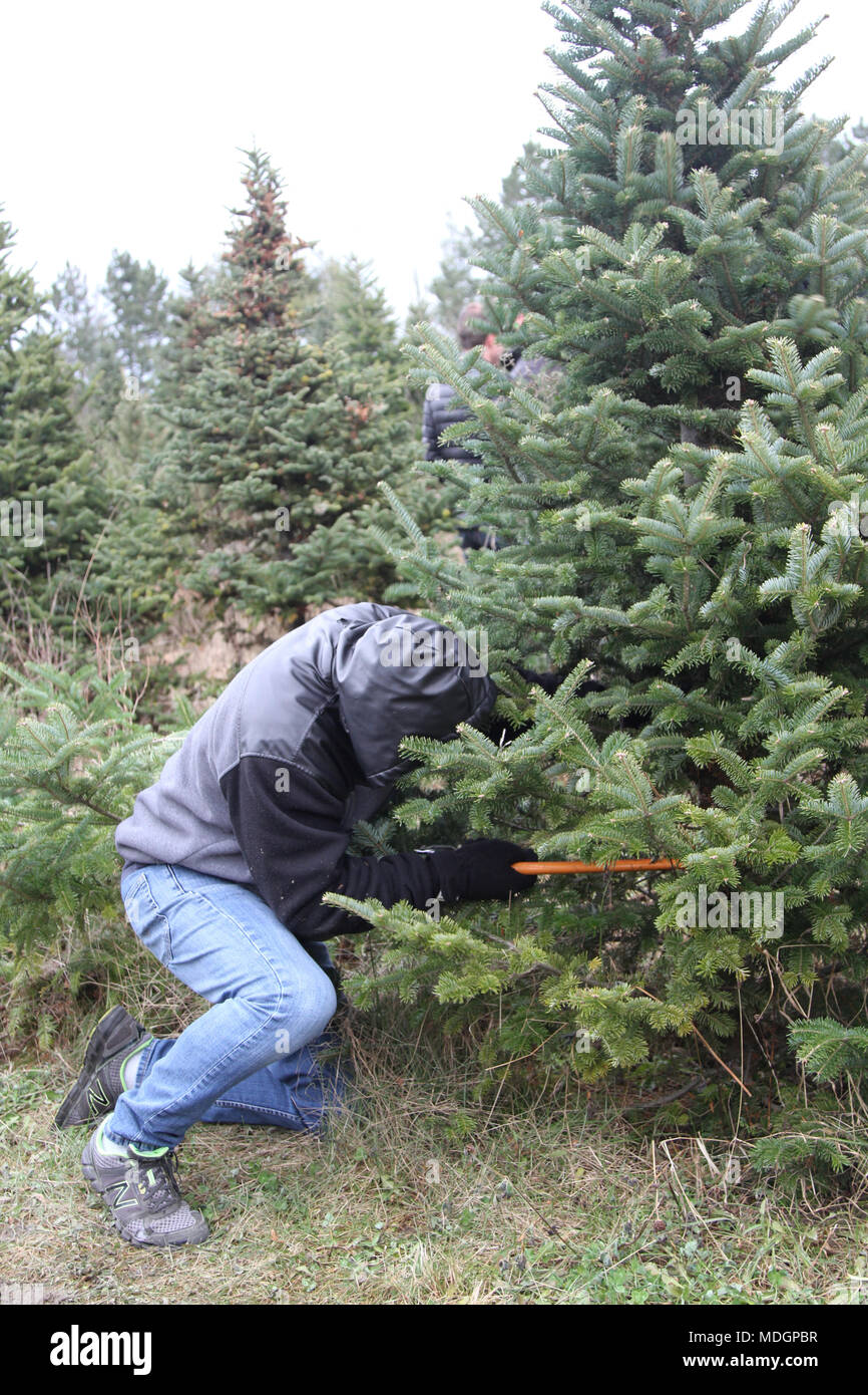 Homme avec une scie couper un sapin pour les fêtes Banque D'Images