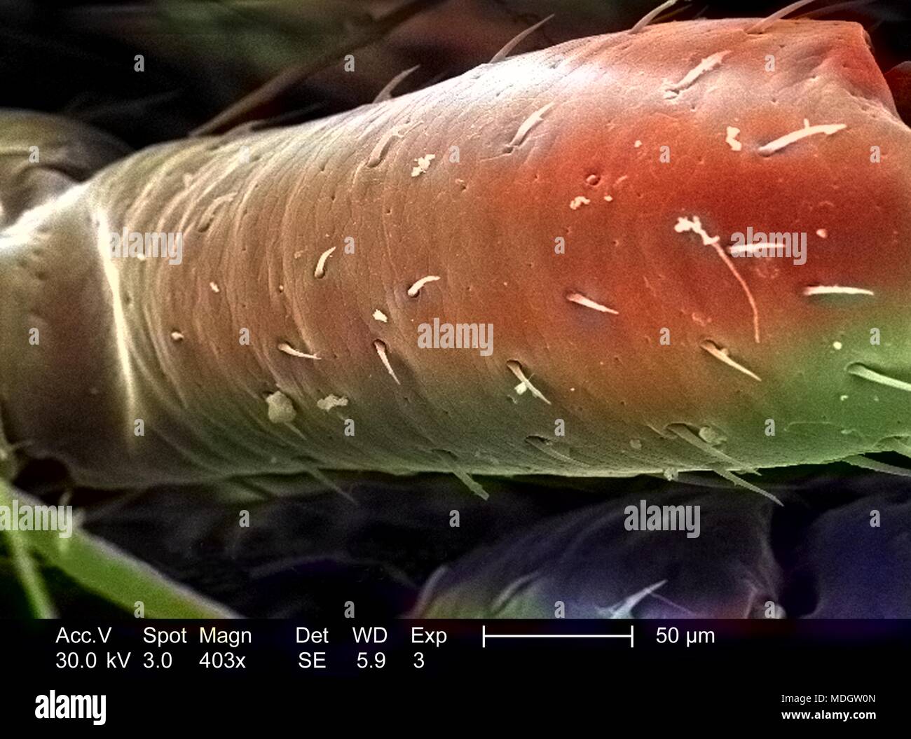 L'exosquelette appendiculaire chitineuses cuticule d'un mille-pattes non identifiés, représentés dans le 403x au microscope électronique à balayage grossie (SEM) de droit, 2005. Image courtoisie Centres for Disease Control (CDC) / Janice Haney Carr, Oren Mayer. Remarque : l'image a été colorisée numériquement à l'aide d'un processus moderne. Les couleurs peuvent ne pas être scientifiquement exact. () Banque D'Images L'exosquelette appendiculaire chitineuses cuticule d'un mille-pattes non identifiés, représentés dans le 403x au microscope électronique à balayage grossie (SEM) de droit, 2005. Image courtoisie Centres for Disease Control (CDC) / Janice Haney Carr, Oren Mayer. Remarque : l'image a été colorisée numériquement à l'aide d'un processus moderne. Les couleurs peuvent ne pas être scientifiquement exact. () Banque D'Images
