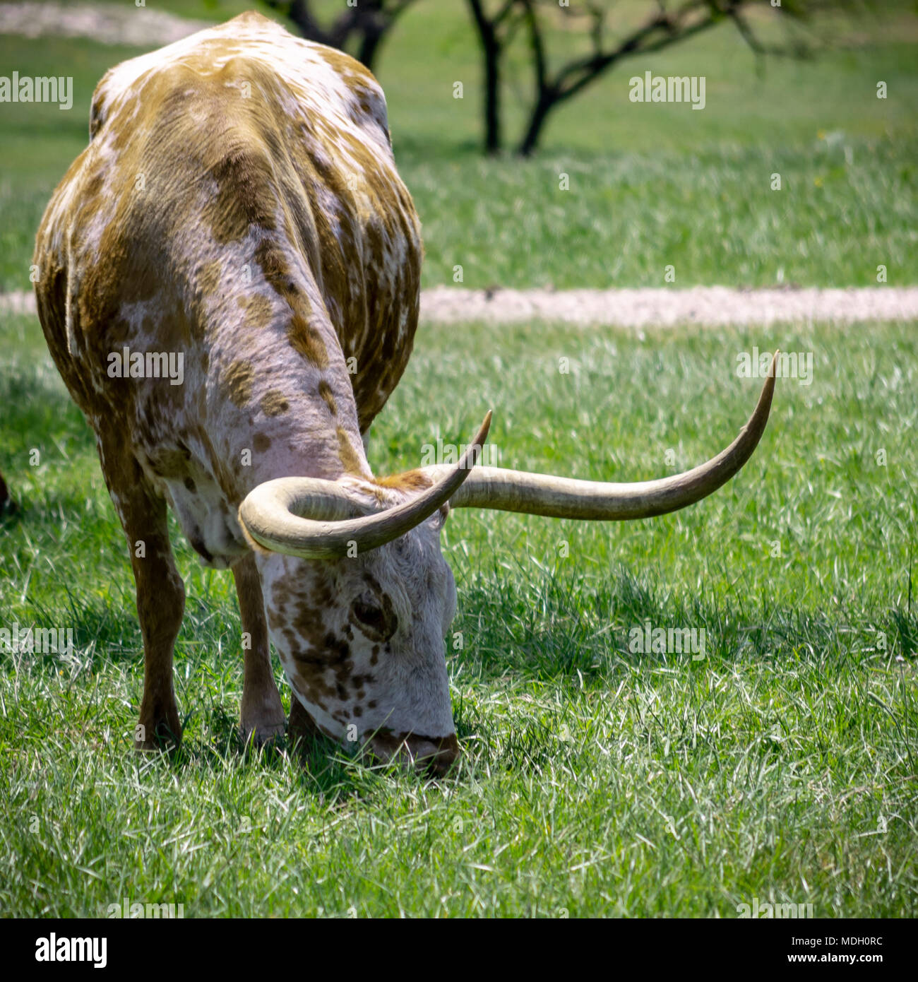 Texas Longhorn le pâturage dans l'herbe verte Banque D'Images