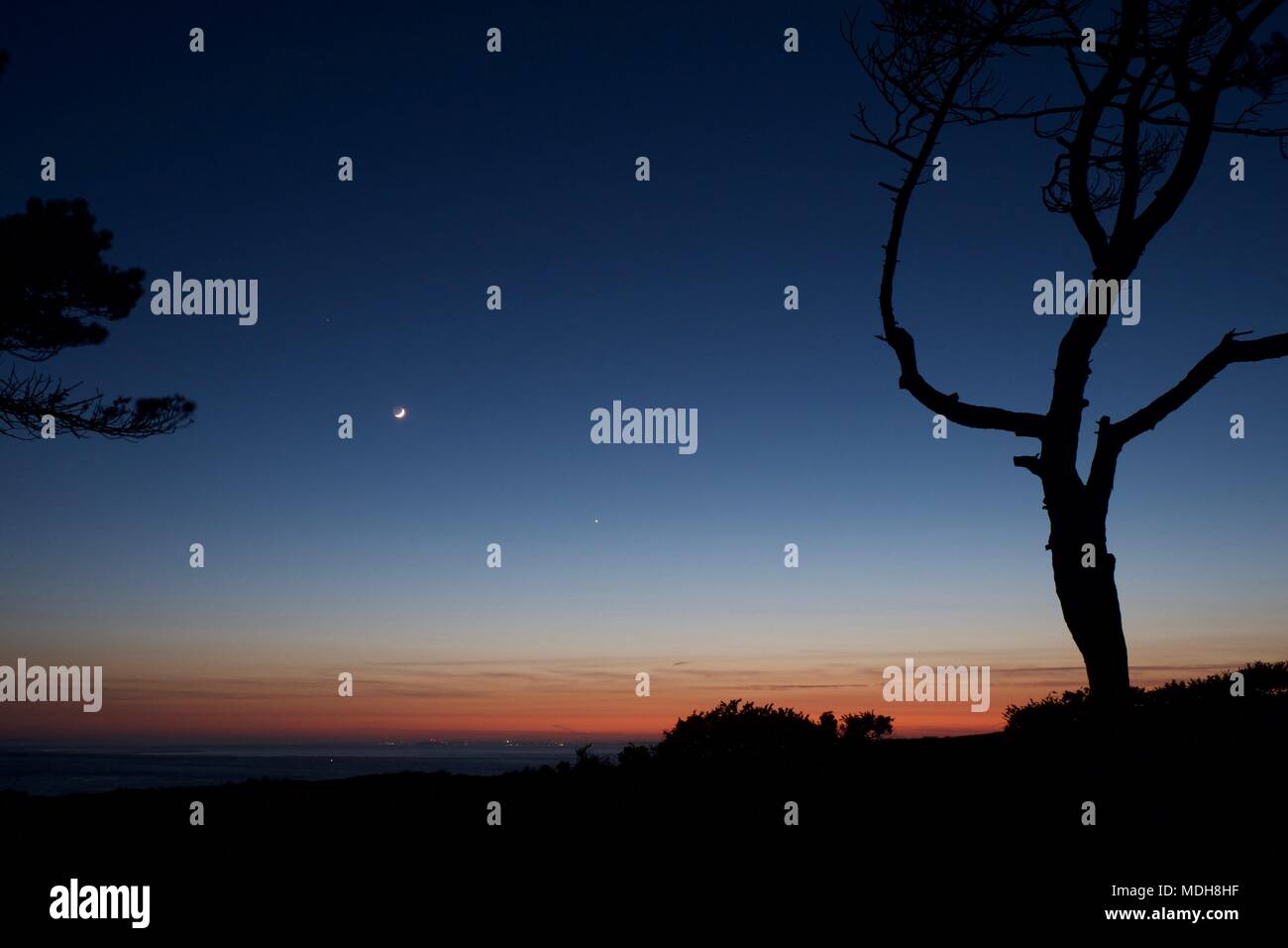 Un croissant de lune et la planète Vénus dans un ciel de nuit peu après le coucher du soleil avec des pins sur l'île de Wight, Royaume-Uni à la recherche sur le Solent Banque D'Images