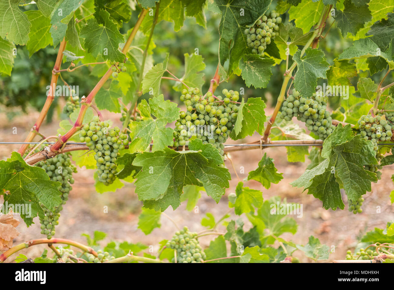 Des grappes de raisin vert croissant sur une vigne ; British Columbia, Canada Banque D'Images