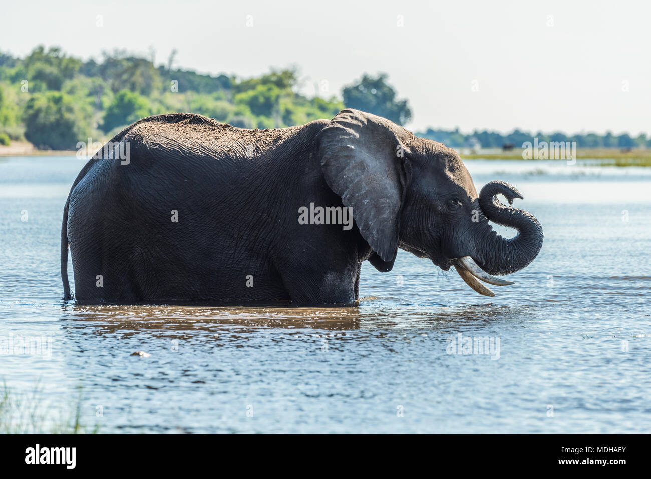 Bush africain Elephant (Loxodonta africana) debout dans la rivière se replie tronc ; Botswana Banque D'Images