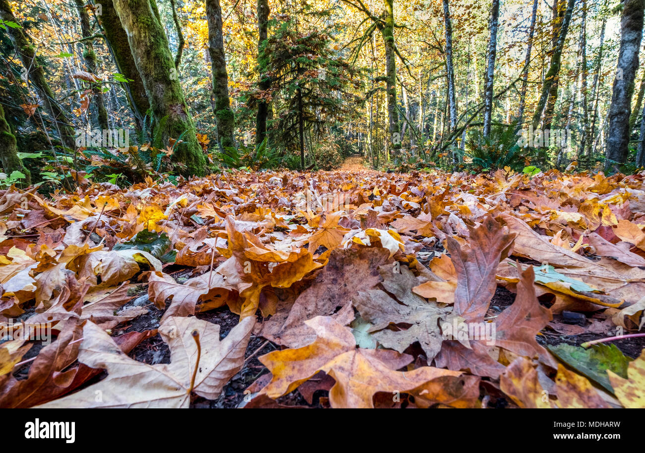 Les feuilles colorées d'automne tombée couvrir le sol de la forêt dans la vallée de Cowichan ; British Columbia, Canada Banque D'Images