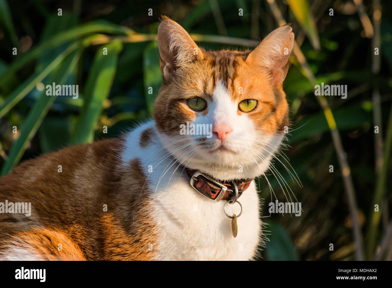 Shorthair domestique gingembre et chat blanc avec col et tête et épaules disque portrait contre l'usine en bambou contexte en jardin Banque D'Images
