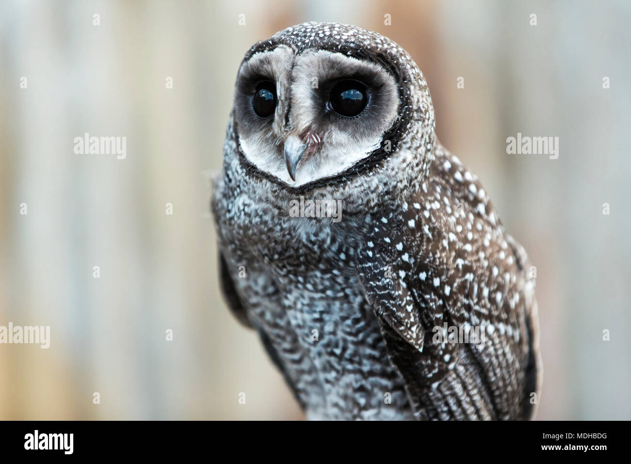 Close-up d'un hibou ; Whiteman, Australie occidentale, Australie Banque D'Images