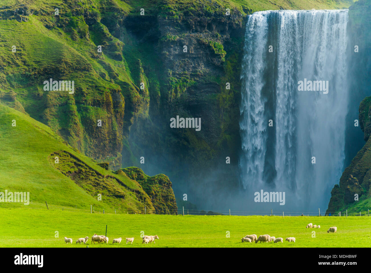 Un troupeau de moutons paissant dans un domaine verdoyant à Skogafoss cascade ; Skoga, Islande Banque D'Images