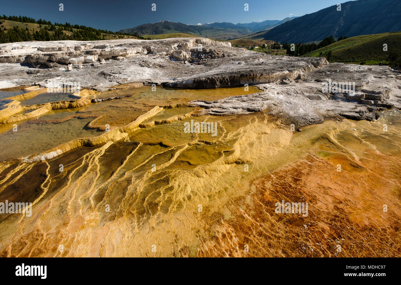 Mammoth Springs, un bain Mineral springs, Parc National de Yellowstone, Wyoming, United States of America Banque D'Images