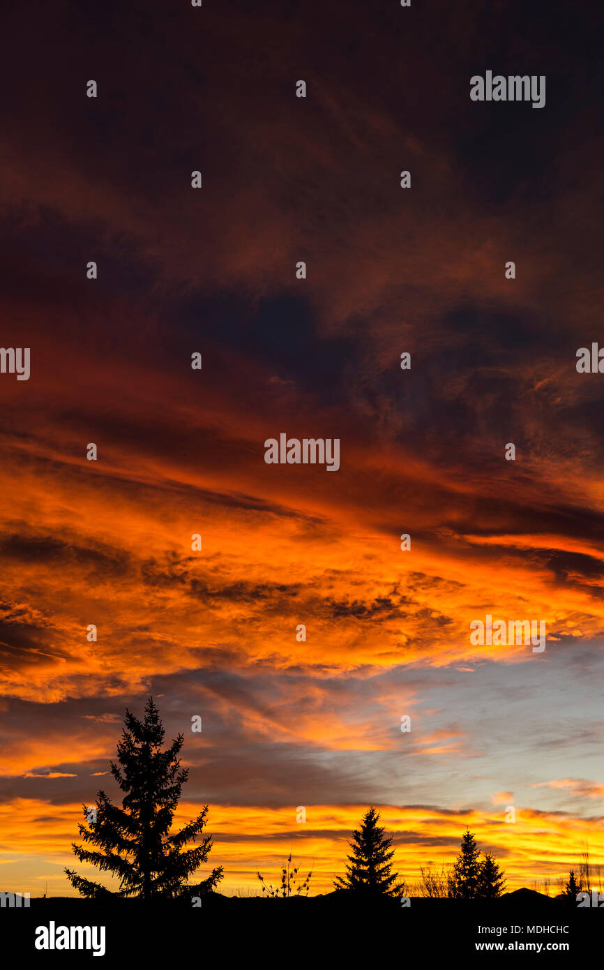 Les formations de nuages colorés spectaculaires au coucher du soleil avec silhouette de conifères ; Calgary, Alberta, Canada Banque D'Images
