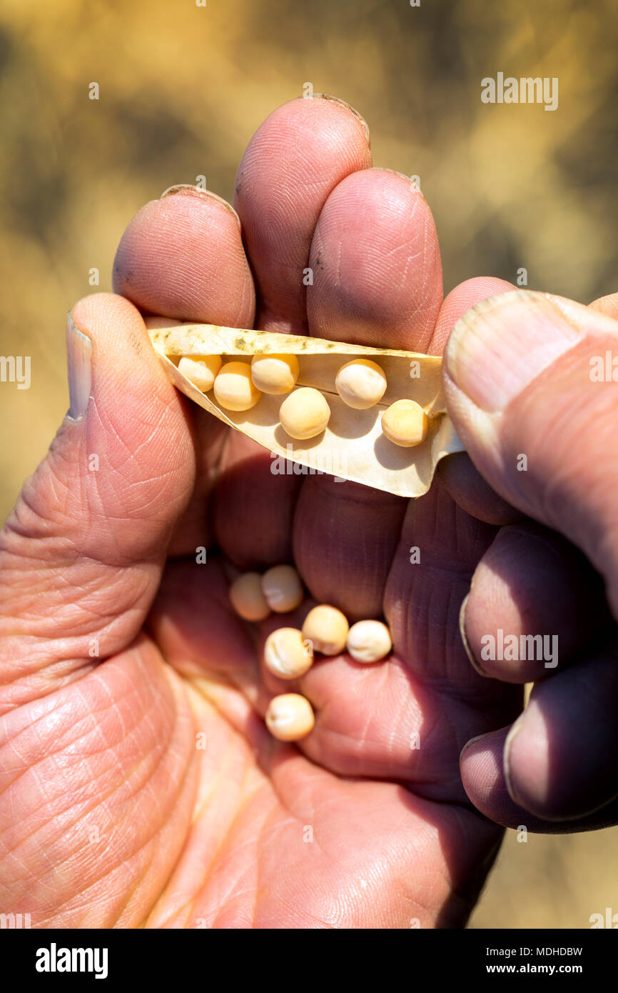 Close-up of male hands de l'ouverture d'une gousse de pois secs avec pois ; Alberta, Canada Banque D'Images