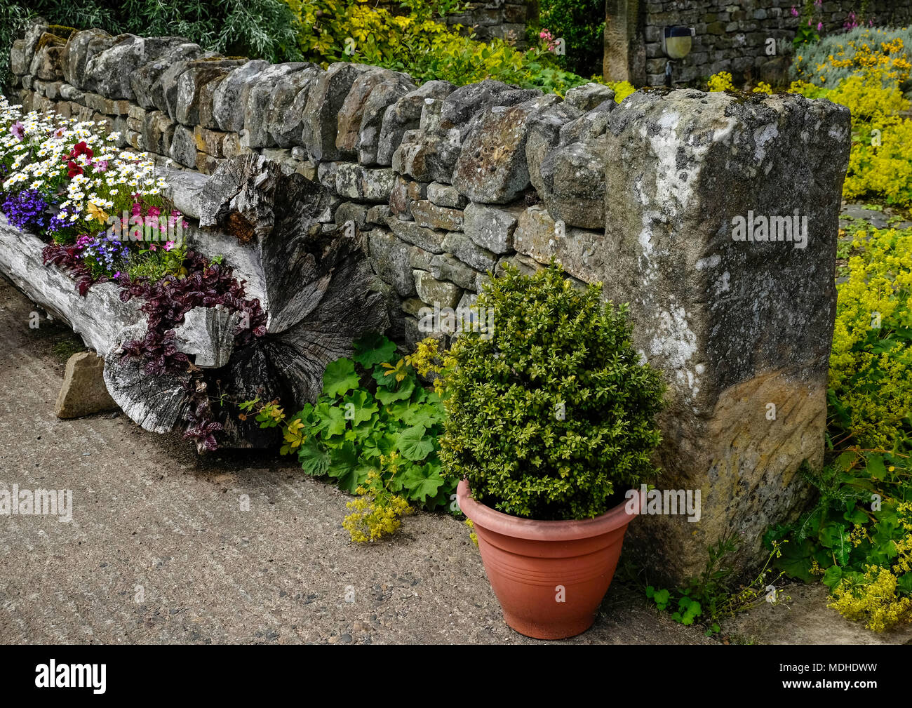 Mur de pierre et fleurs dans un journal sur le semoir ; Kirkharle, Northumberland, England Banque D'Images