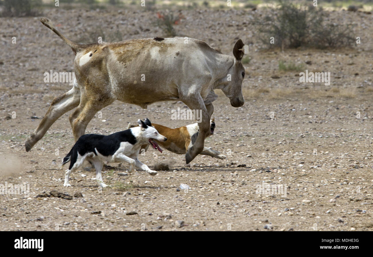 Ranch de bétail sur un groupe de chiens West ranch au Texas Banque D'Images