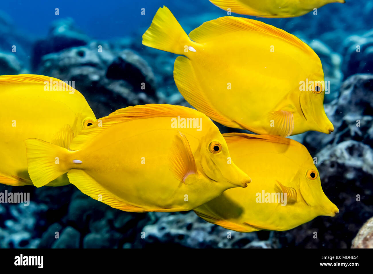 Zebrasoma flavescens Tang (jaune) au large de la côte de Kona ; île de Hawaii, Hawaii, United States of America Banque D'Images