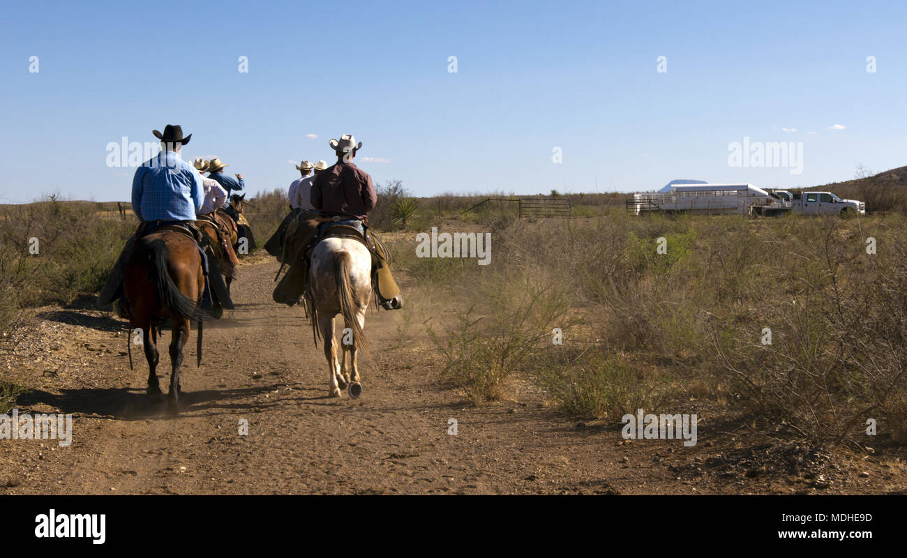 Cowboys sur la voie d'une ronde de bovins jusqu'à West ranch au Texas Banque D'Images