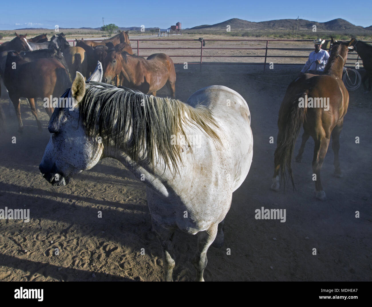 Le choix d'un éleveur de chevaux pour être utilisé pour un round-up de bétail dans un ranch au Texas de l'Ouest Banque D'Images