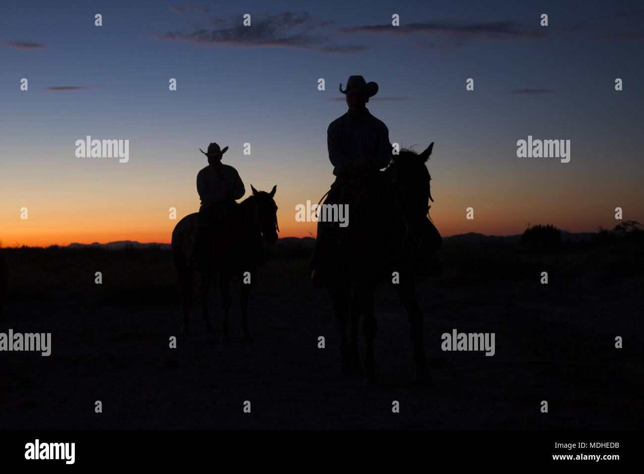 Cowboys sur leur chemin avant le lever du soleil jusqu'à une boucherie round-up sur un ranch au Texas de l'Ouest Banque D'Images