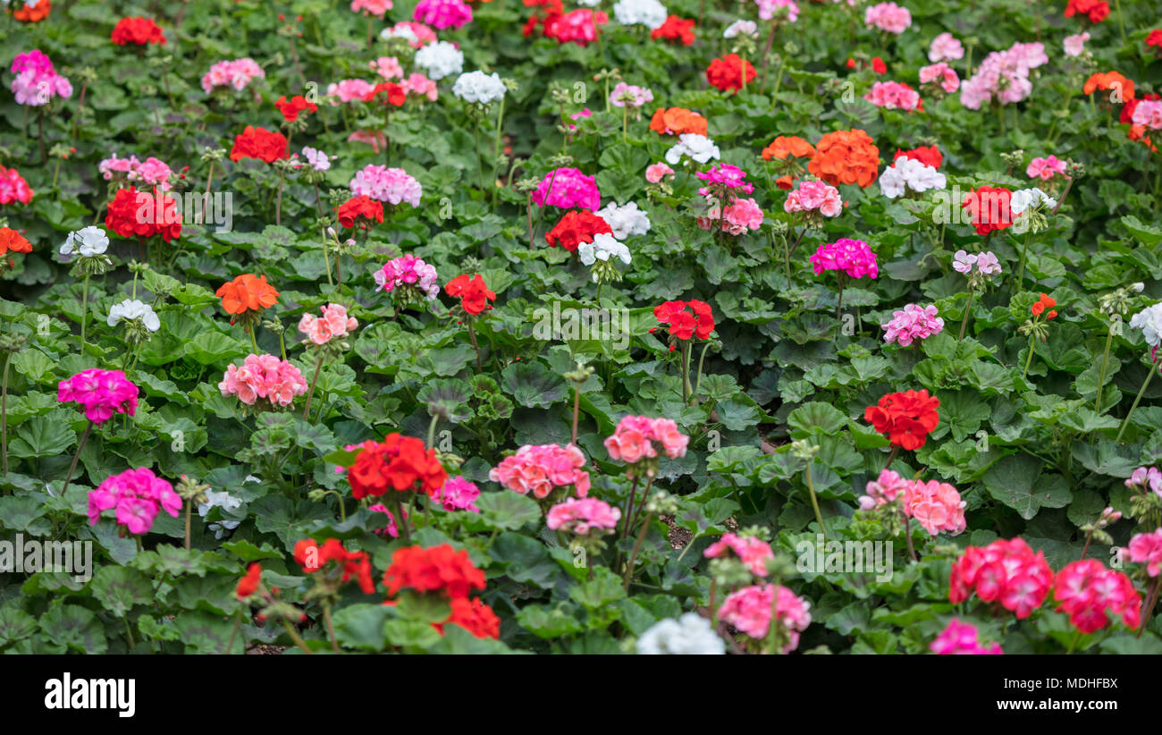 Bloomimg géraniums roses et rouges (pélargonium) Contexte Banque D'Images