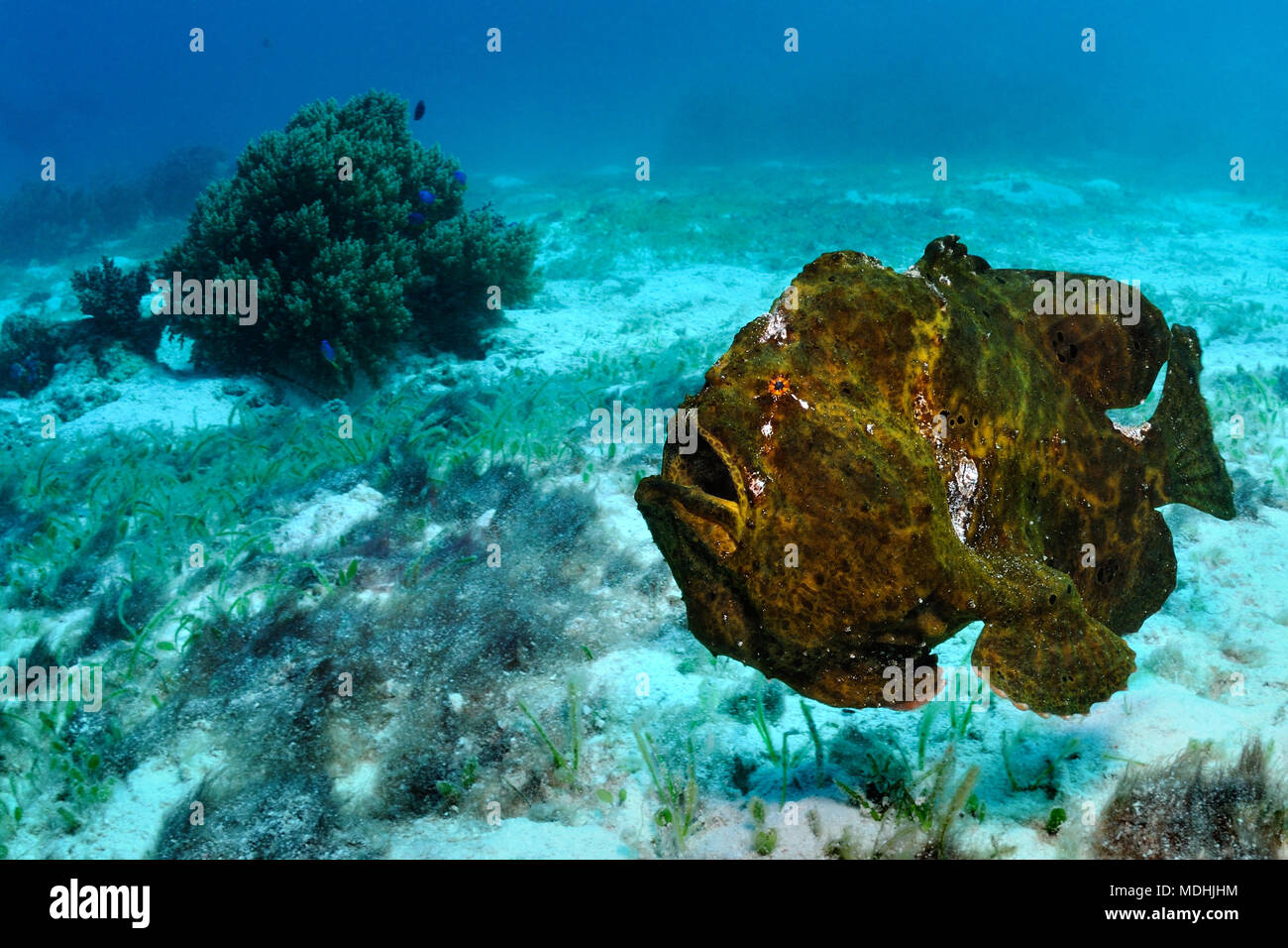 Poissons Grenouille Nage Le Long D Un Fond De Mer Avec Bouche Ouverte Balicasag Island Philippines Photo Stock Alamy