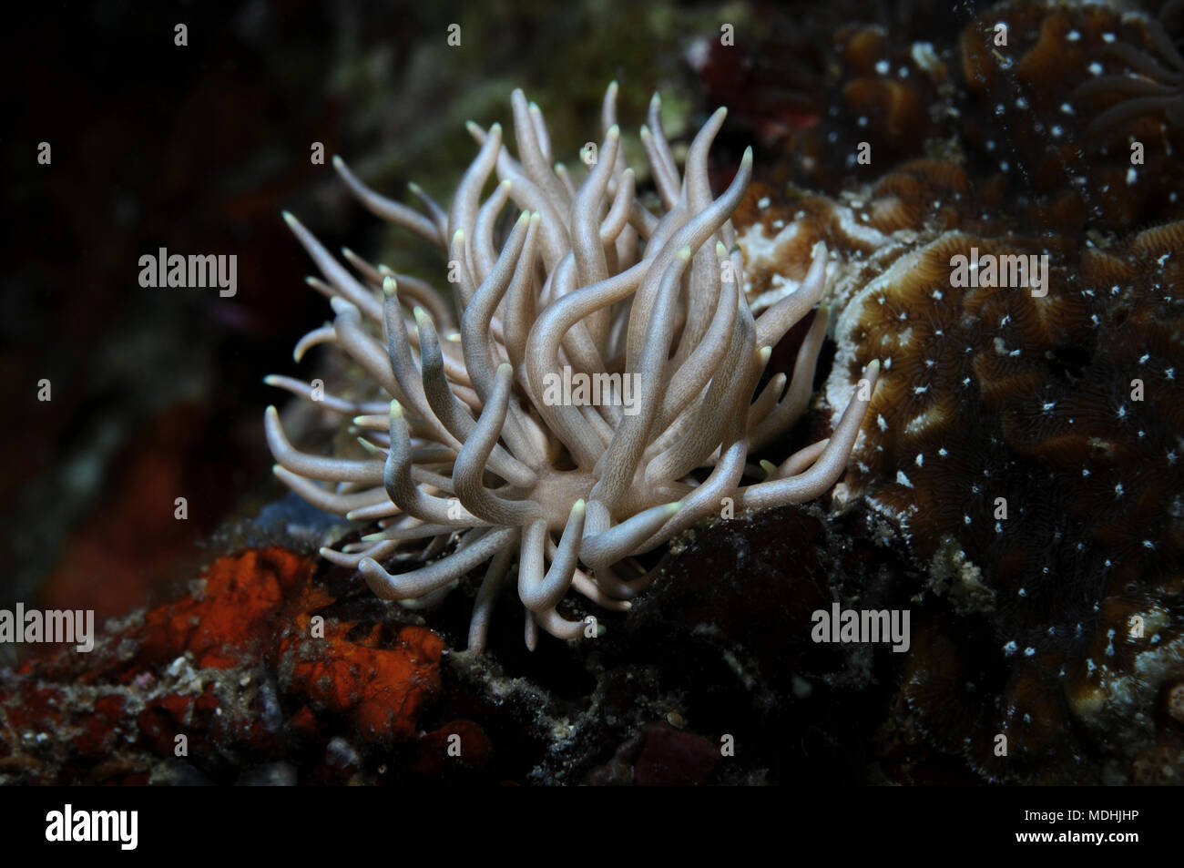 Briarea nudibranche phyllodesmium est rampant le long d'un récif, Panglao, Philippines Banque D'Images