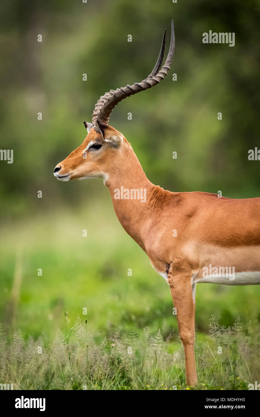 Close-up of male Impala (Aepyceros melampu) debout de profil, le Parc National du Serengeti, Tanzanie Banque D'Images