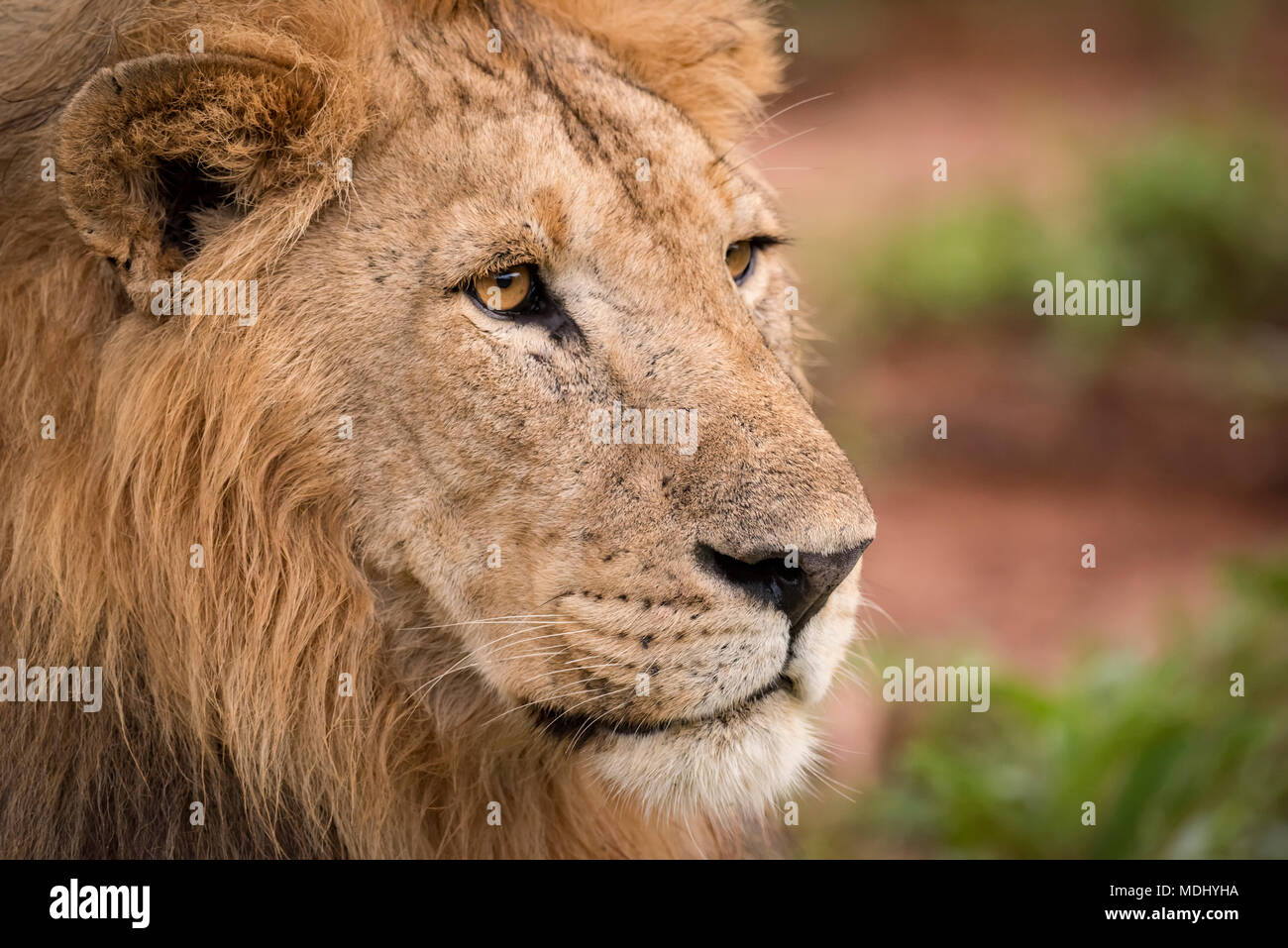 Close-up de scarred tête de lion (Panthera leo), Parc national de Tarangire Tanzanie ; Banque D'Images