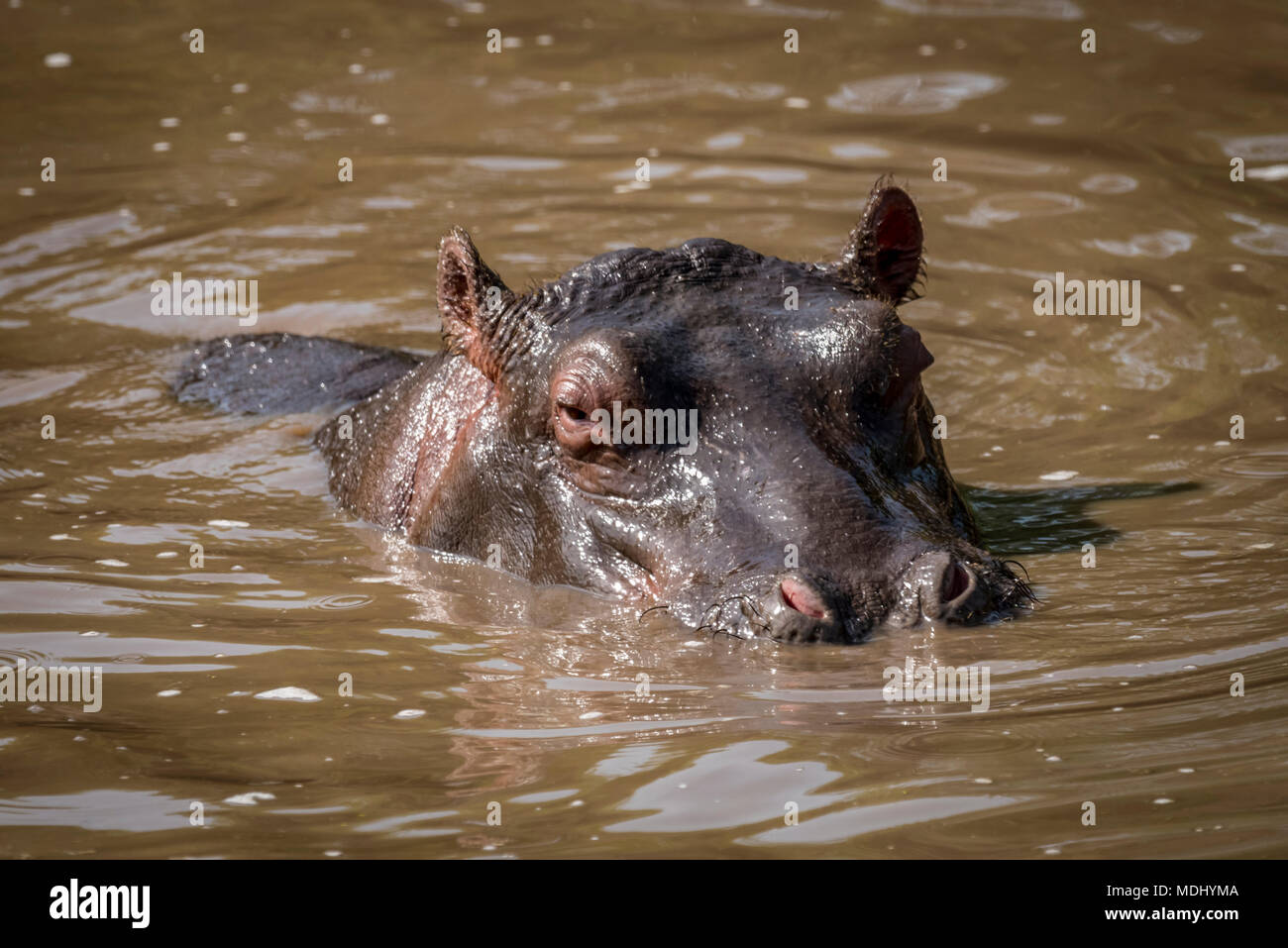 Hippopotame (Hippopotamus amphibius) pataugeant jusqu'au cou dans la piscine, le Parc National du Serengeti, Tanzanie Banque D'Images