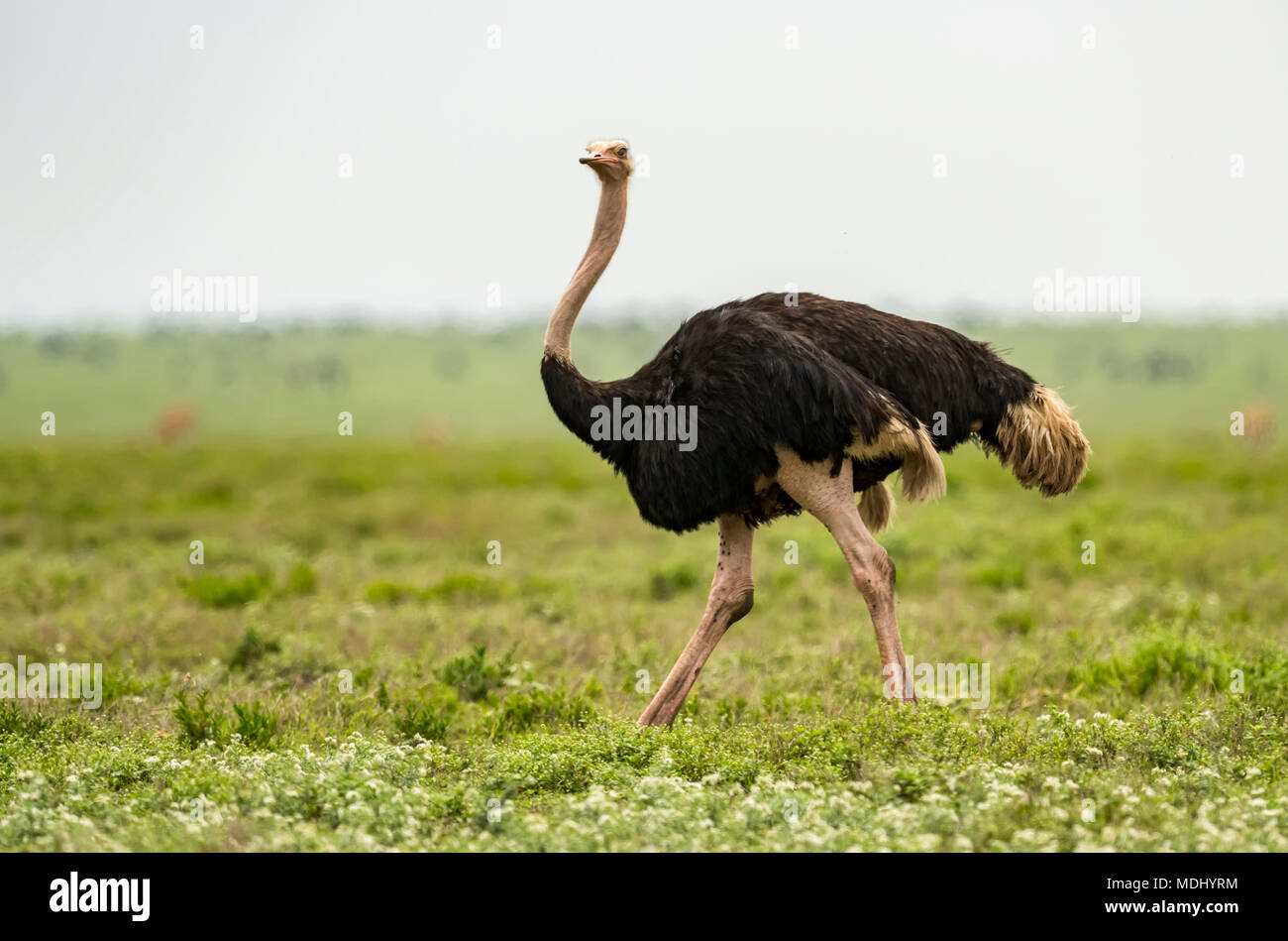Autruche mâle (Struthio camelus) marche sur une plaine de herbe, le parc national du Serengeti, Tanzanie Banque D'Images