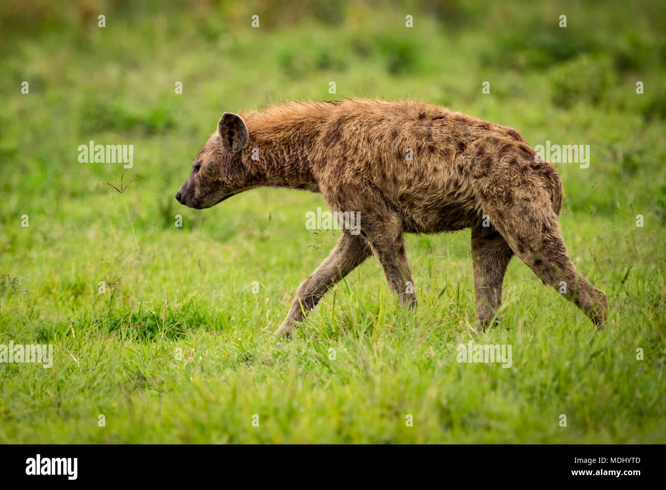 L'Hyène tachetée (Crocuta crocuta) promenades dans les herbages de profil, le cratère du Ngorongoro, Tanzanie Banque D'Images