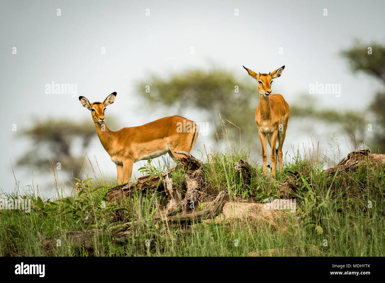 Deux femmes Impala (Aepyceros melampus) vu de l'arête, le Parc National du Serengeti, Tanzanie Banque D'Images