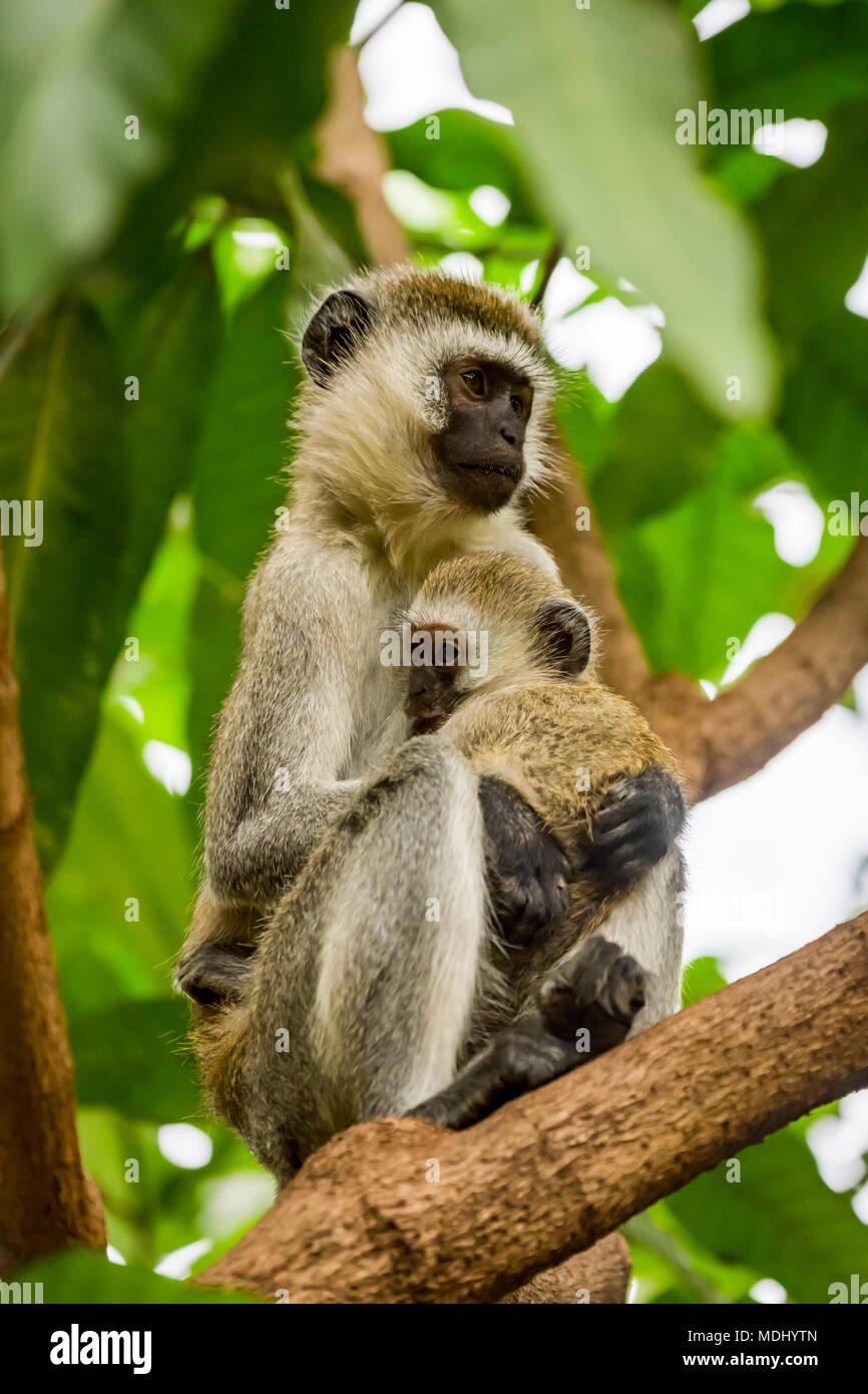 Un singe (Chlorocebus pygerythrus) la mère et l'enfant en arbre, Parc National de Serengeti, Tanzanie Banque D'Images