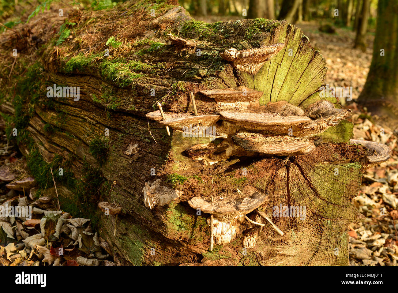 Souche d'arbre et moss, Bolam Lake ; Northumberland, England Banque D'Images