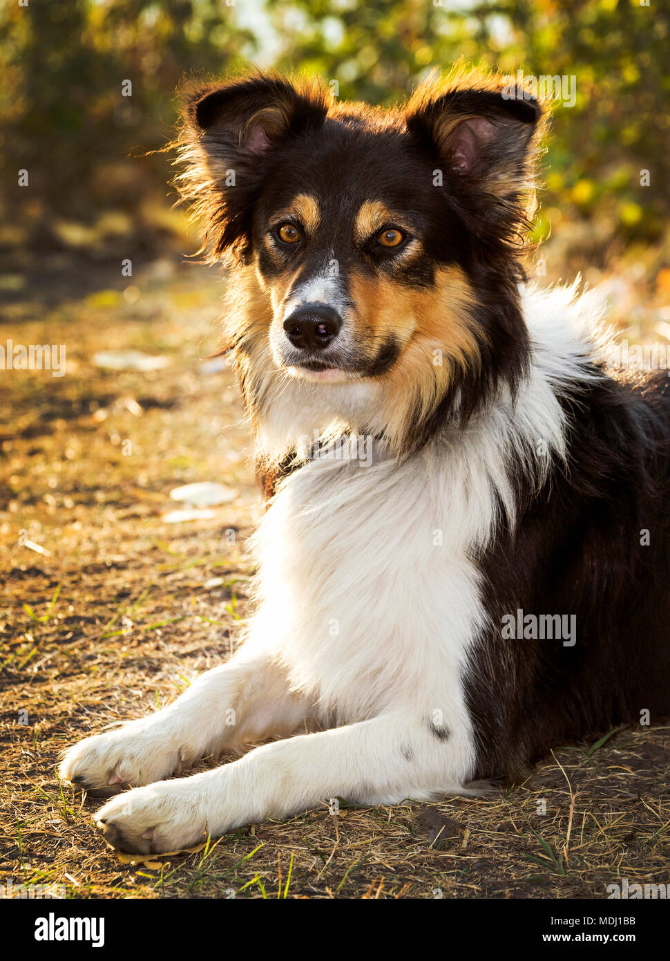 Close-up d'un chien qui pose pour portrait sur un chemin au coucher du soleil ; Calgary, Alberta, Canada Banque D'Images