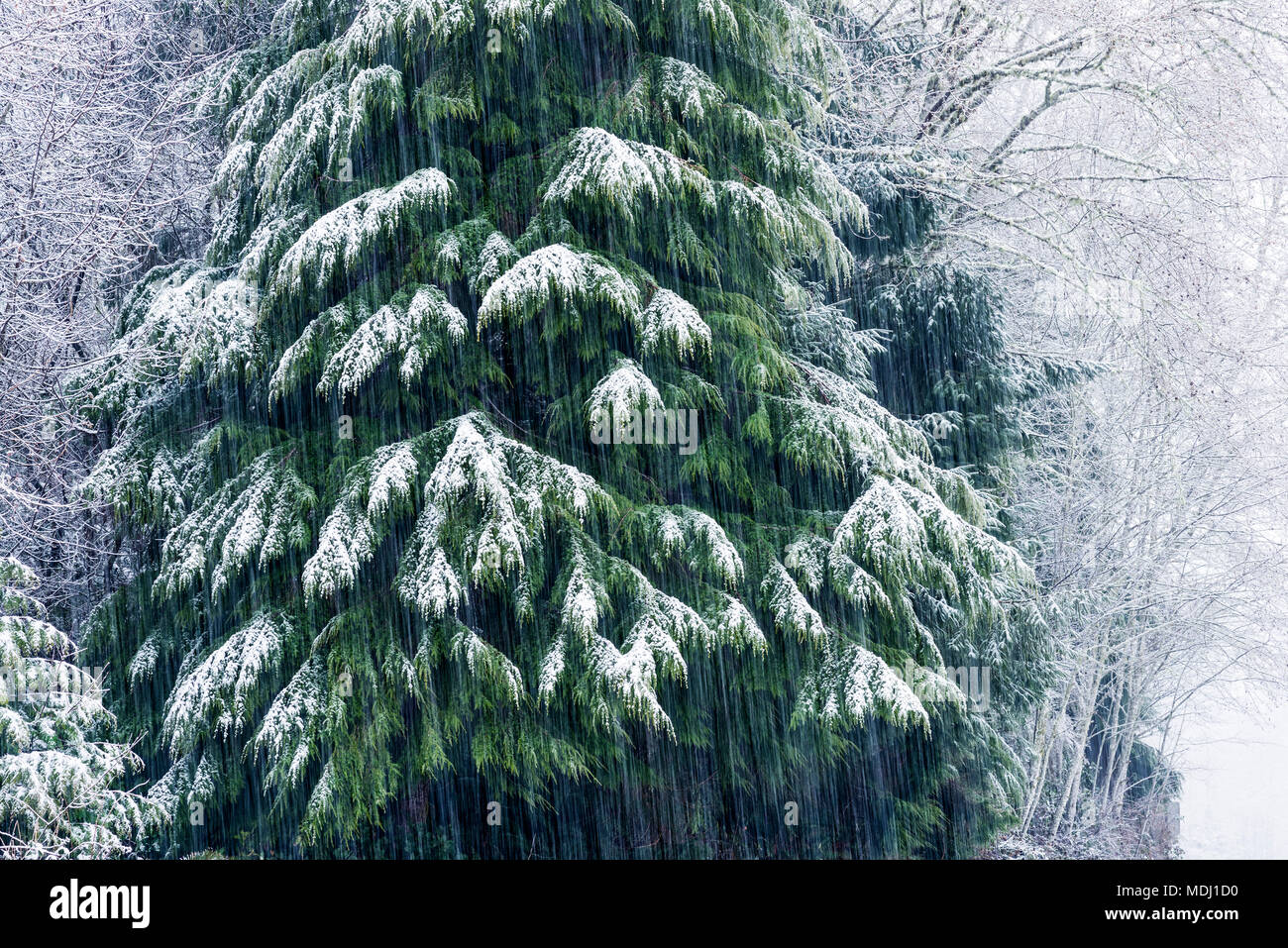 Chutes de neige sur un cèdre rouge de l'Ouest (Thuja plicata) ; Astoria, Oregon, United States of America Banque D'Images