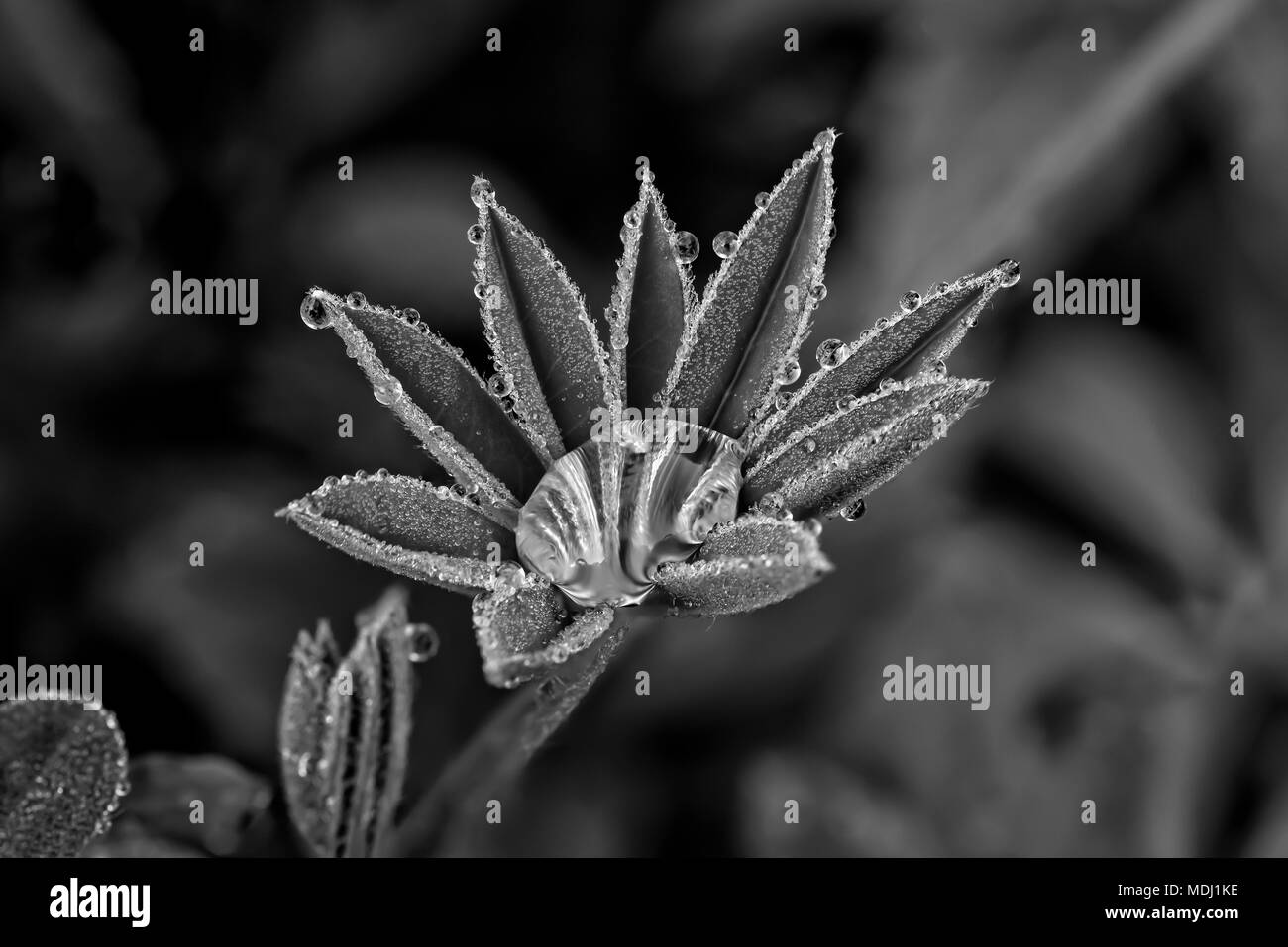 Feuilles de lupin avec gouttes de rosée en noir et blanc ; États-Unis d'Amérique Banque D'Images