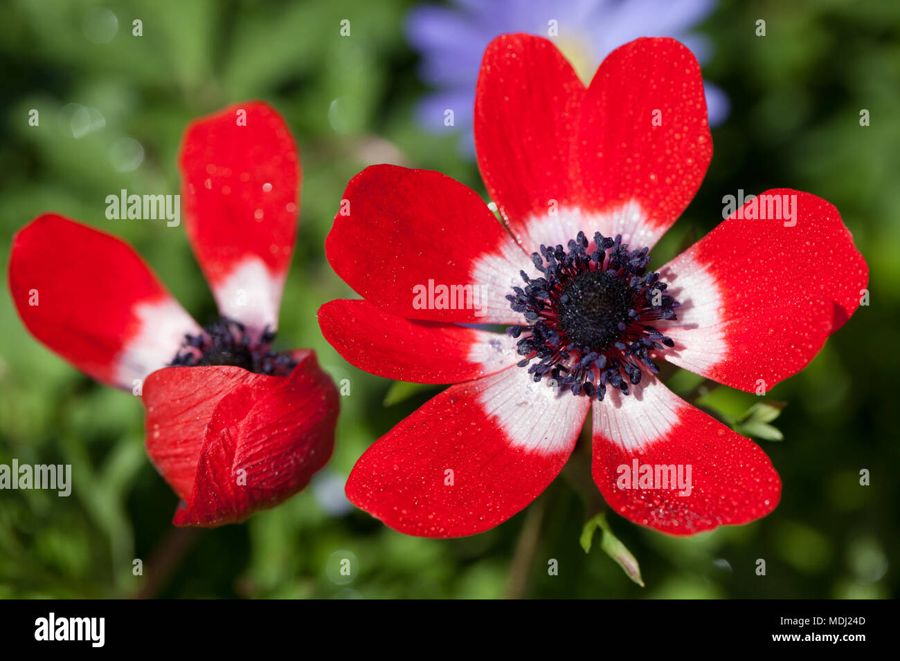 Anemone de Caen, Bukettanemon (Anemone coronaria) Banque D'Images