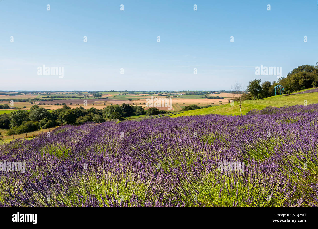 Champ de lavande en pleine floraison avec paysage estival au-delà ; Yorkshire, Angleterre Banque D'Images